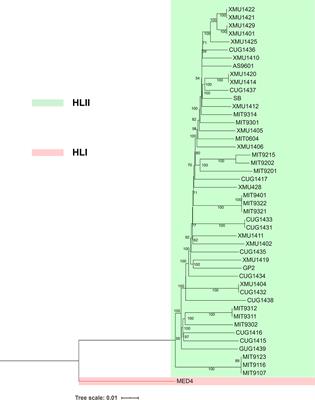 Genomes of Diverse Isolates of Prochlorococcus High-Light-Adapted Clade II in the Western Pacific Ocean